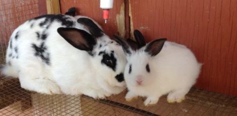 Bunny Therapy Day at the Office